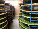 Shan Lin Xi Mountain Oolong