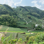 Pinglin Pouchong