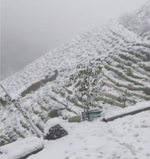 Yushan High Mountain Oolong Tea