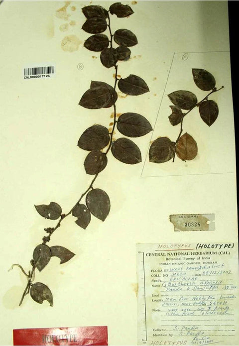 Gaultheria akaensis: The Plant I Discovered That May Not Survive