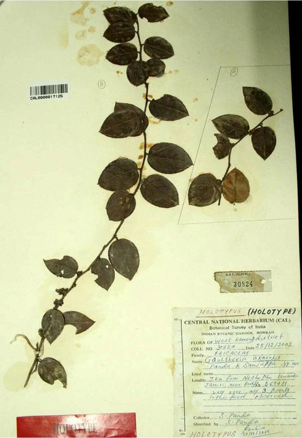 Gaultheria akaensis: The Plant I Discovered That May Not Survive