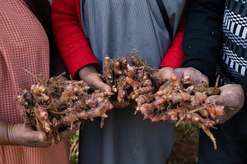 Ing Makhir Ginger: Tradition Rooted in Science