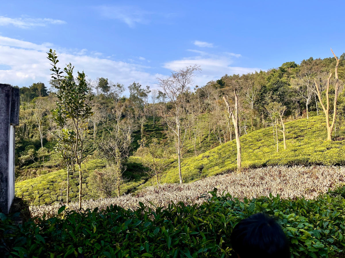 A hidden Tea Forest