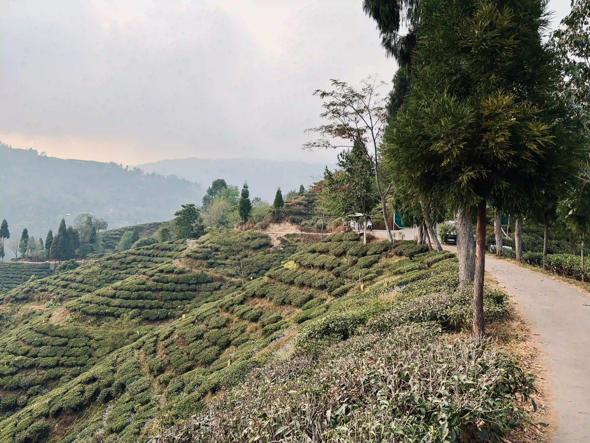 Single Estate Tea Explained: Inside a 170-Year Legacy