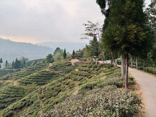 Single Estate Tea Explained: Inside a 170-Year Legacy