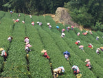 Shan Lin Xi Mountain Oolong