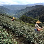 Pinglin Pouchong