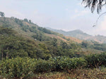 Darjeeling Second Flush, 2026