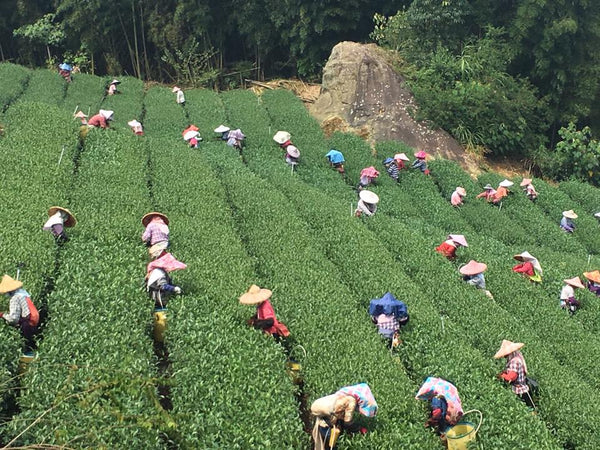 A working visit to Nantou - Taiwan's tea heartland, where Tsui Yu has been gr...