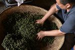 Roasted Tsui Yu Jade