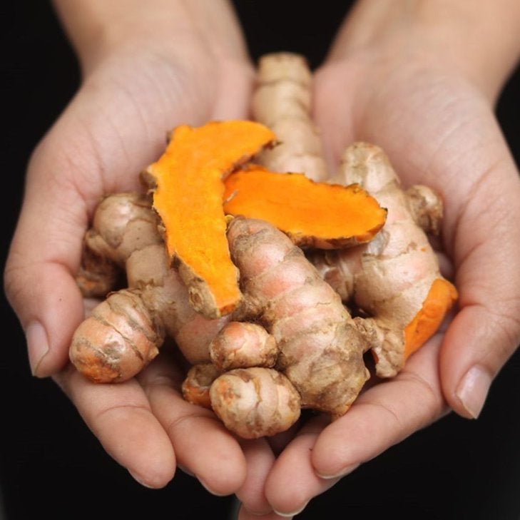Fresh turmeric rhizome