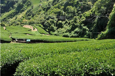 Yushan High Mountain Oolong Tea