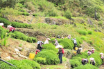 Yushan High Mountain Oolong Tea