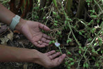 Coorg Cardamom