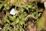 Coorg Cardamom