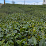 Roasted Alishan Oolong